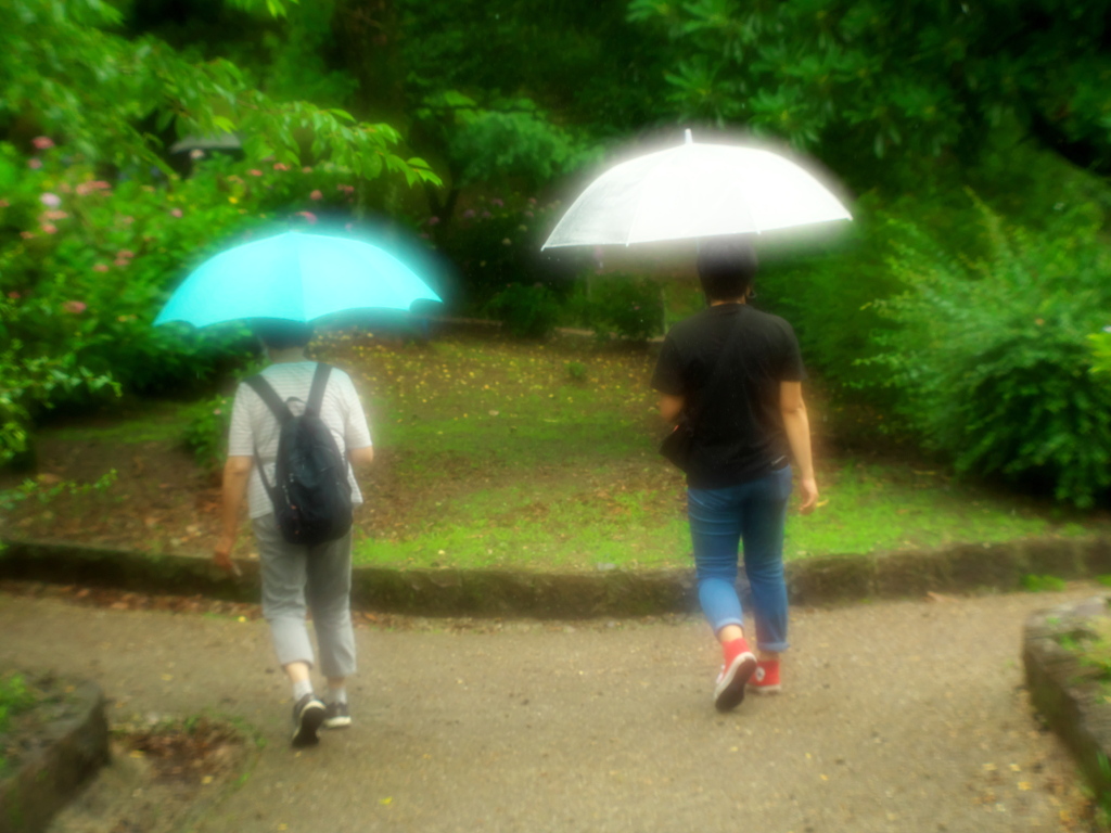 雨中紫陽花散策