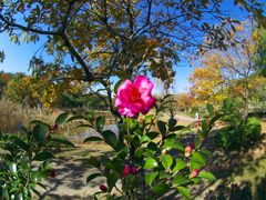 山茶花咲く
