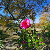 山茶花咲く