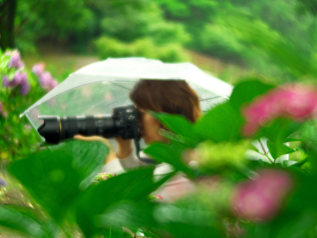 雨中紫陽花撮影