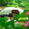 雨中紫陽花撮影