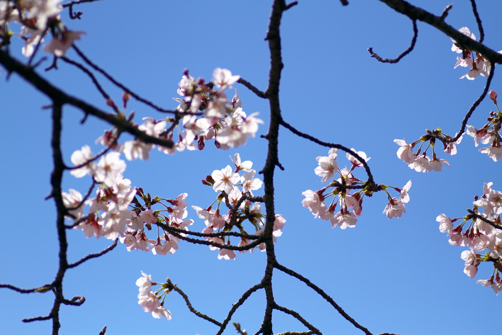 青空に桜咲く