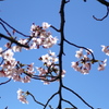 青空に桜咲く