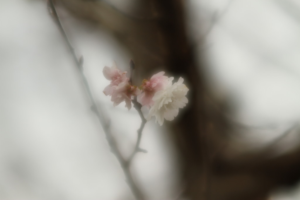 四季桜