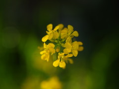 菜の花