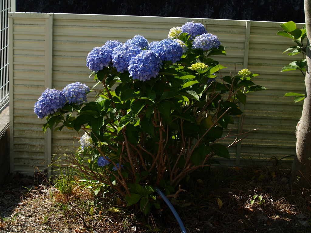 我が家の紫陽花