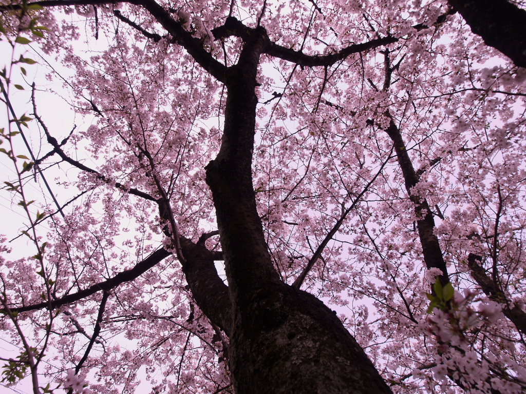 レッドハイエンサーな桜