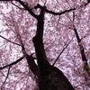 レッドハイエンサーな桜
