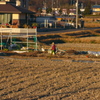 大根持ち帰り