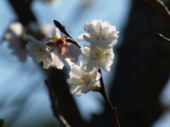 四季桜