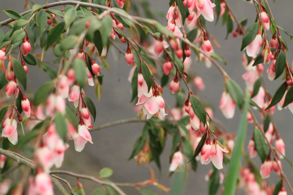 春の花