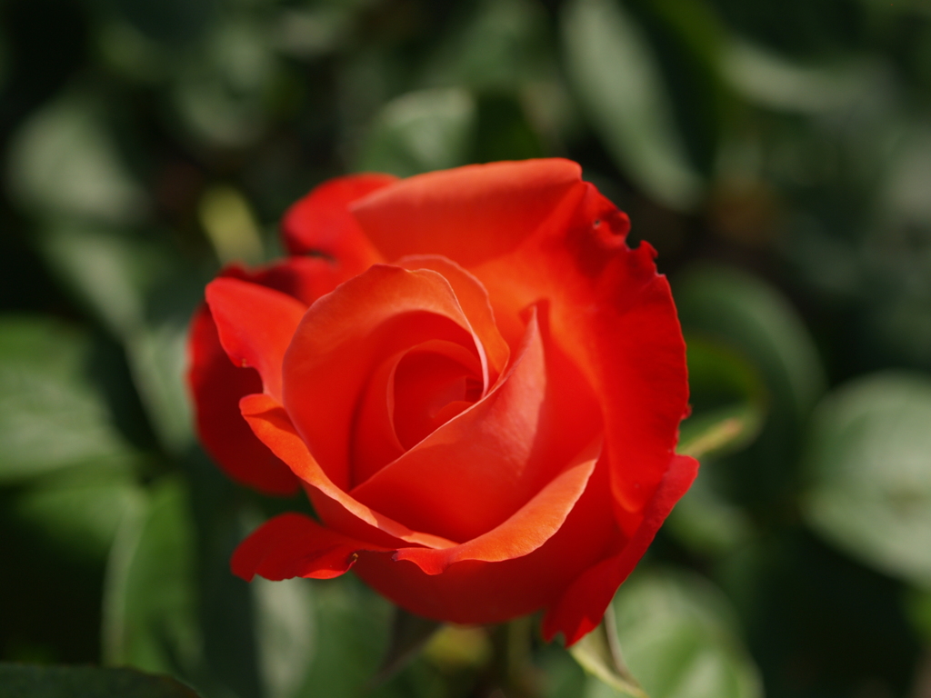 赤い薔薇