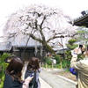 樹齢３００年桜咲く街