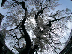 樹齢３００年桜の咲く街
