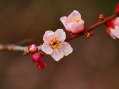 紅梅