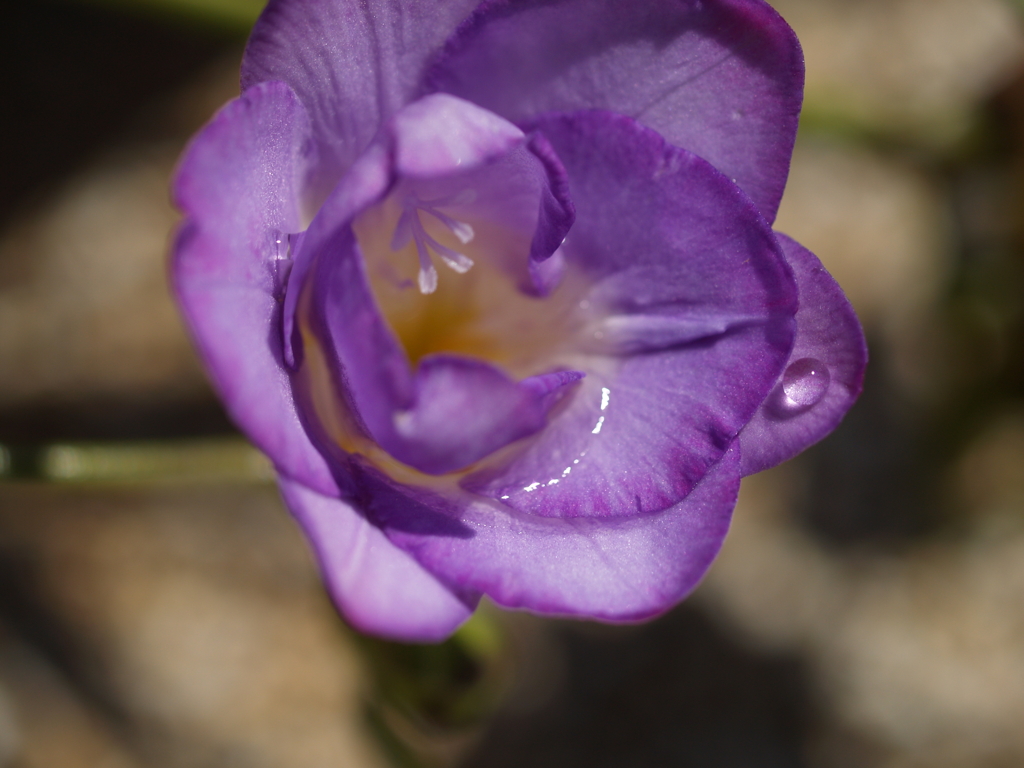 庭の花