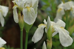 雨に濡れる白菖蒲