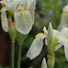 雨に濡れる白菖蒲