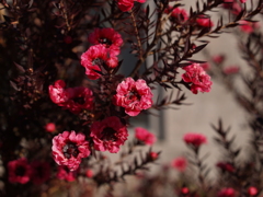 小さな花