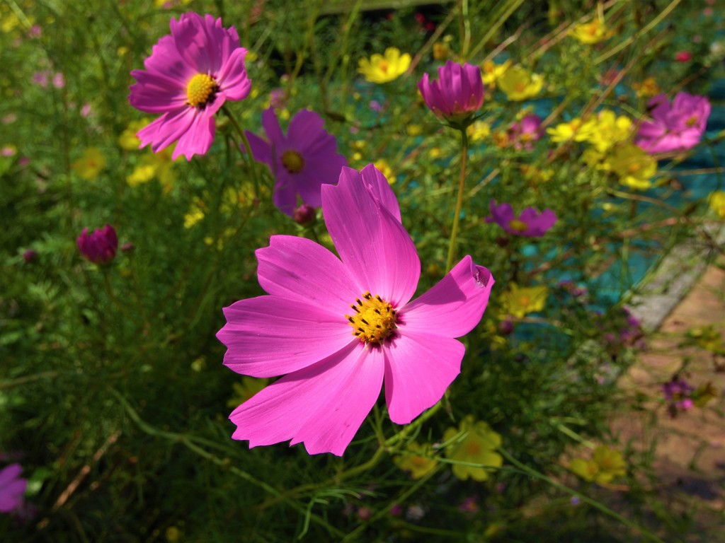 秋桜