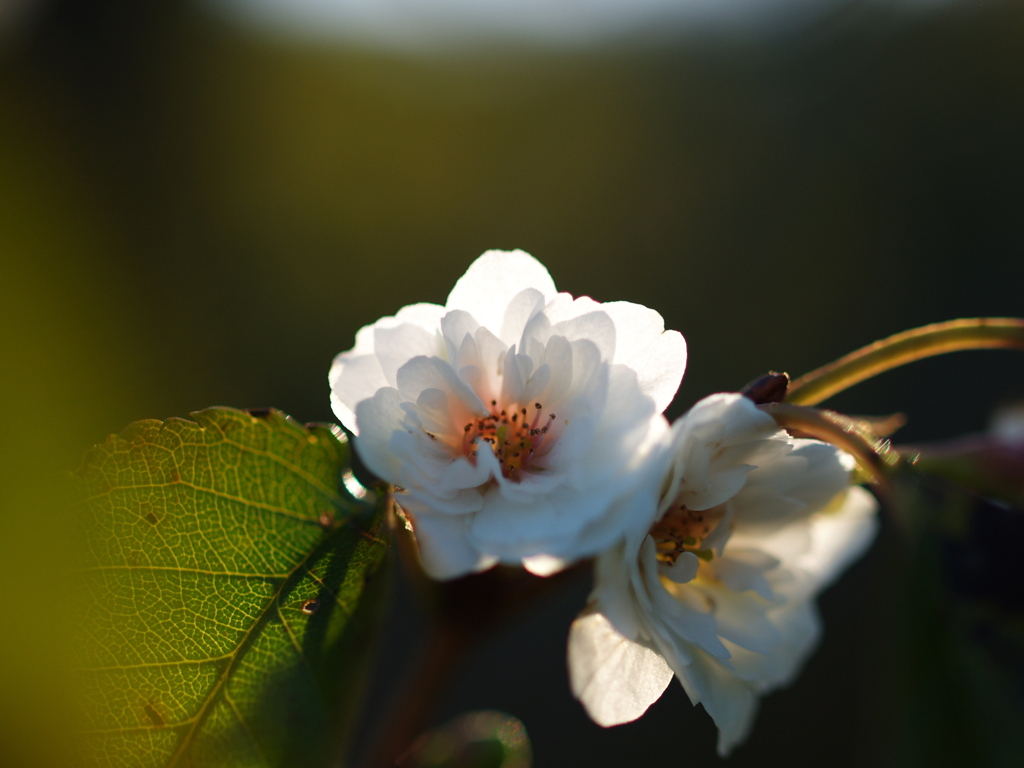 四季桜