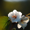 四季桜