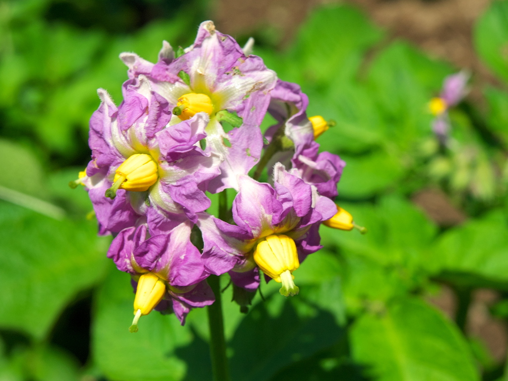 馬鈴薯の花が咲いたよ