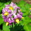 馬鈴薯の花が咲いたよ