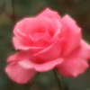 薔薇