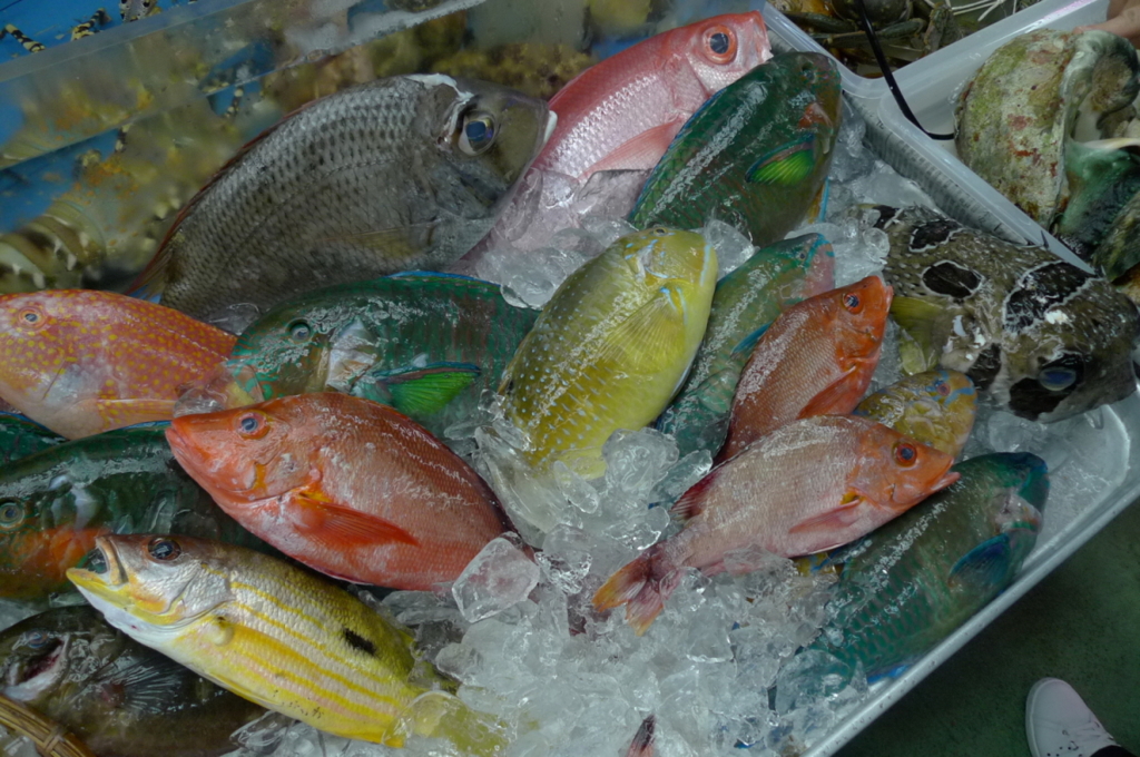 沖縄　カラフルな魚たち