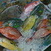 沖縄　カラフルな魚たち