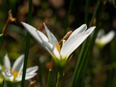 白い花