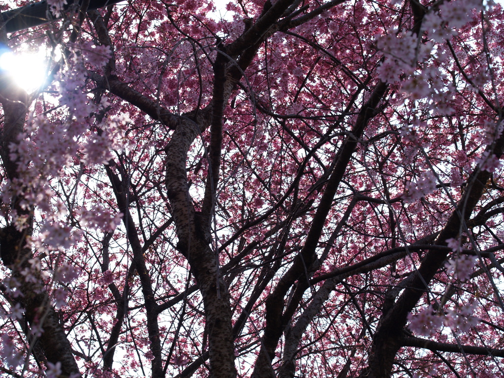 日差しを遮る桜かな