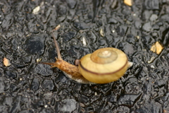 雨降りに出会った生き物