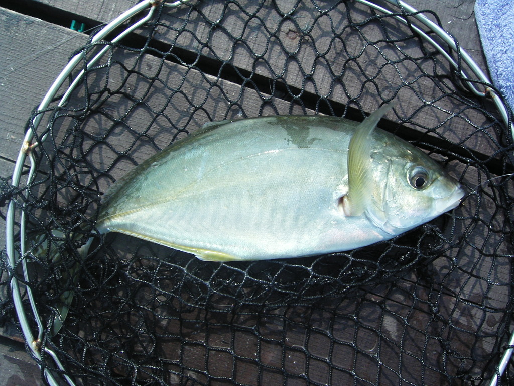 シマアジ