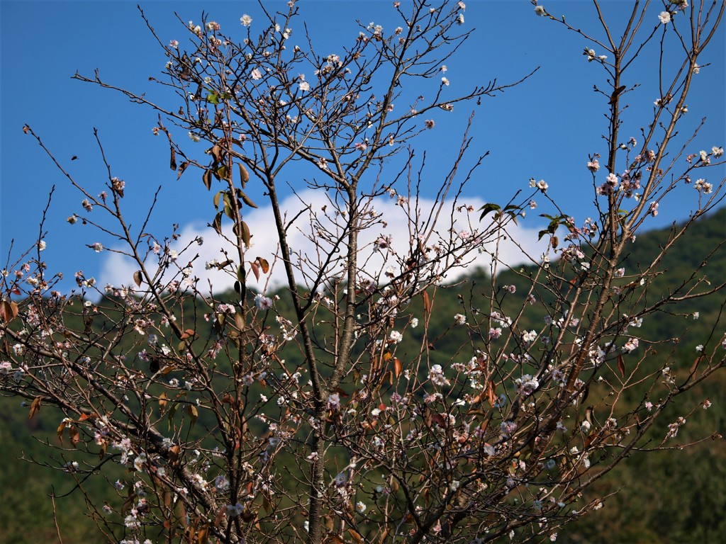 四季桜咲く