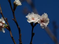 四季桜