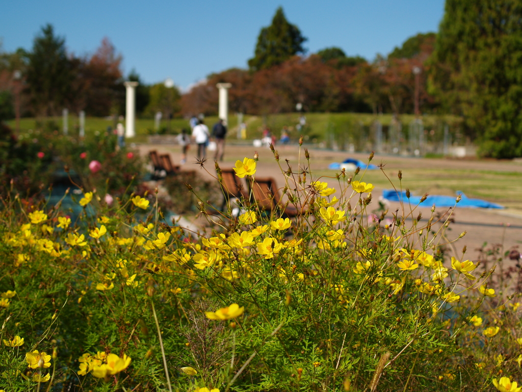日曜日の植物園