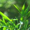HELIOSの描写　緑草
