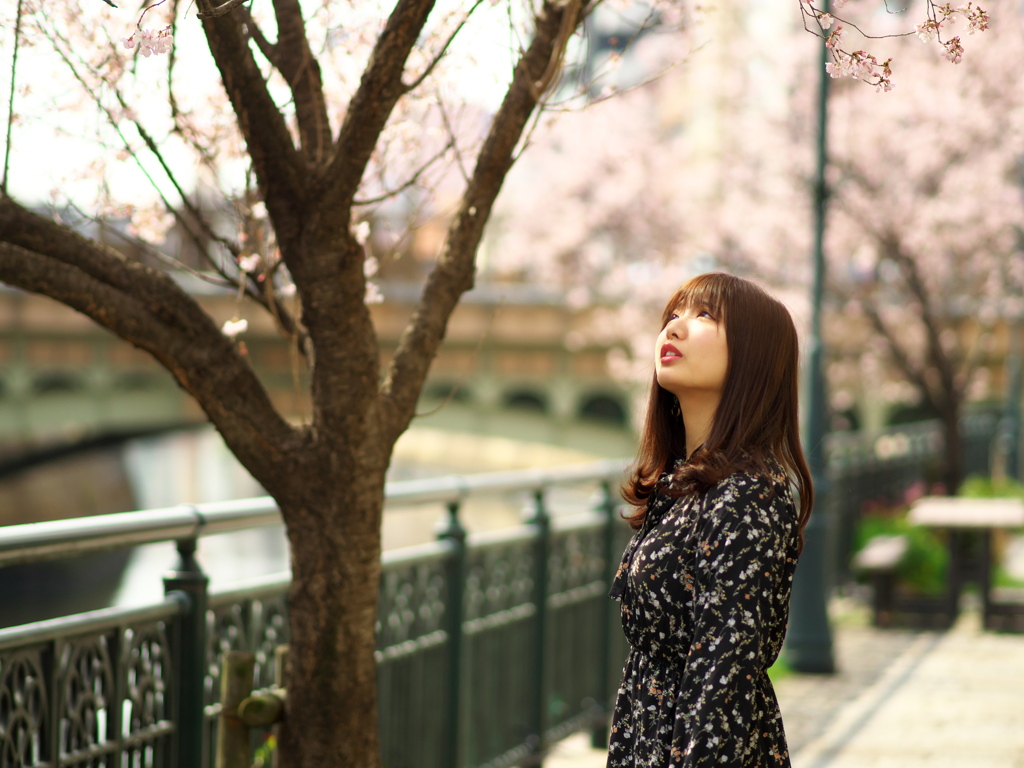 桜を見つめる