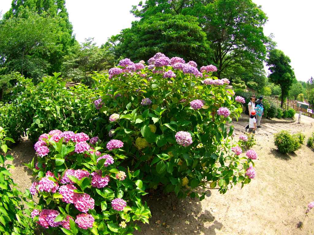 紫陽花の丘