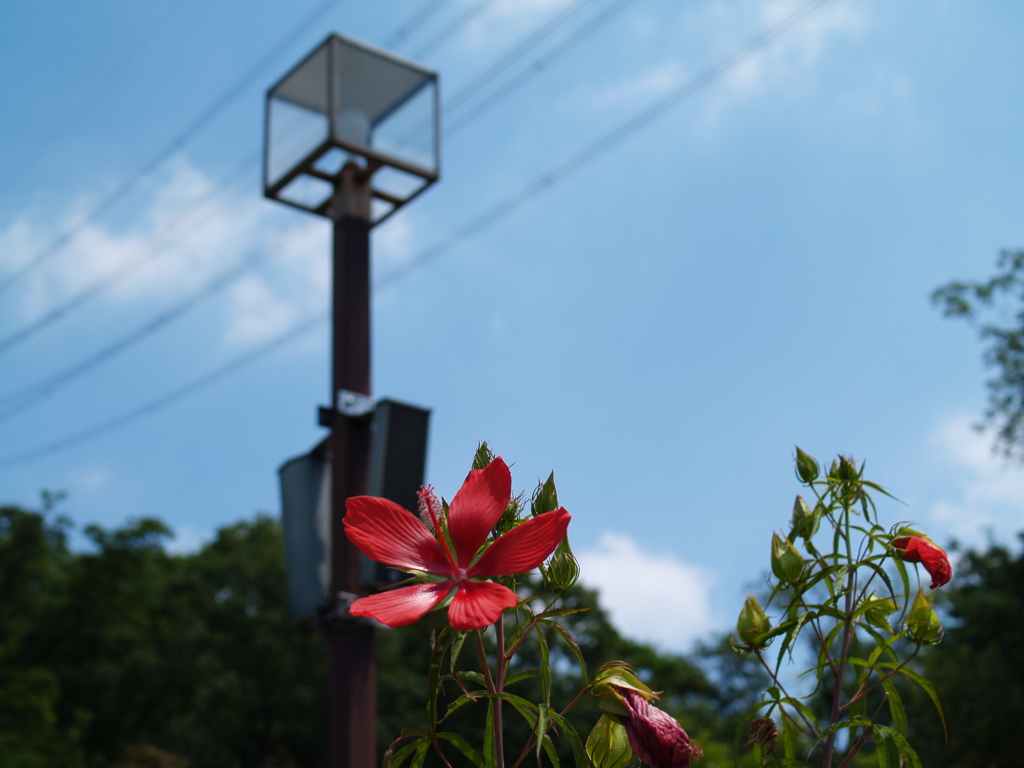 夏空に咲く花