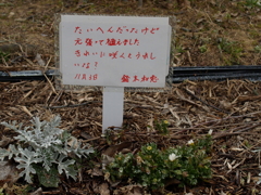 頑張って植えました！
