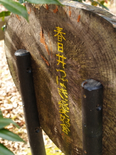 春日井つばき愛好会
