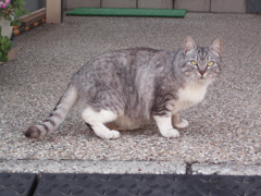 にゃんこ