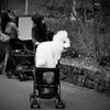 ＤＯＧ