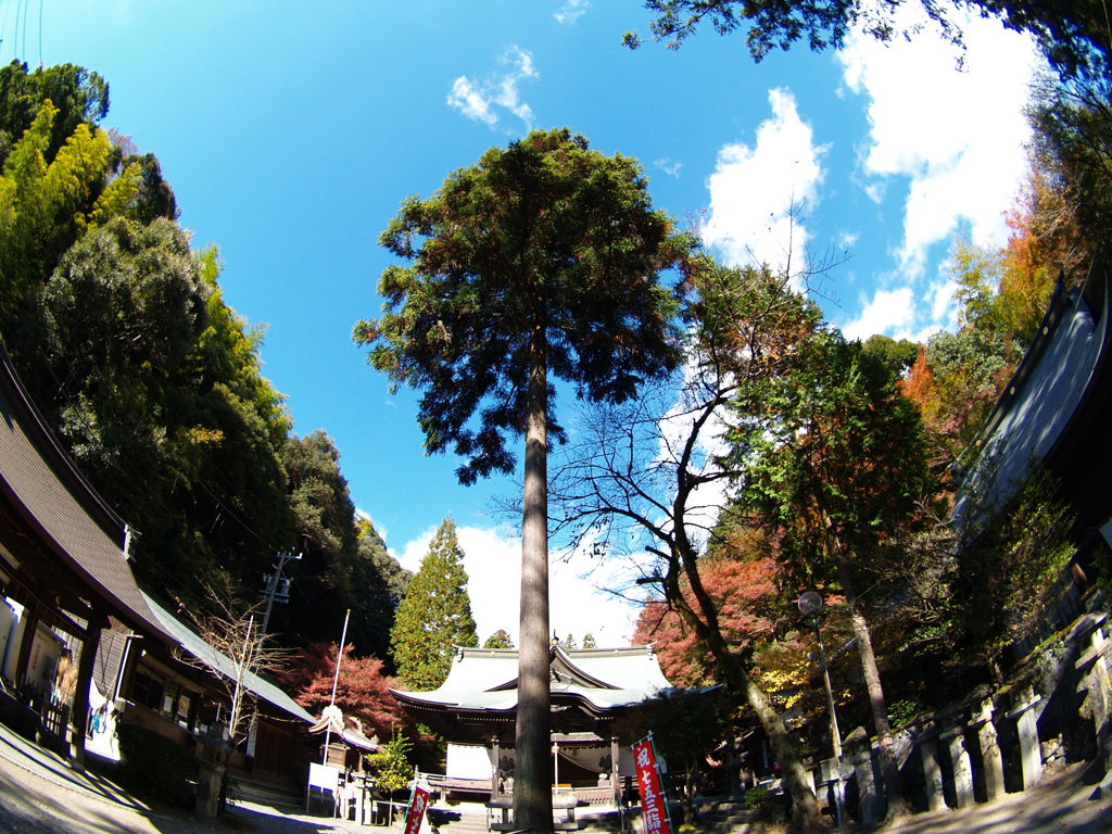 一本杉