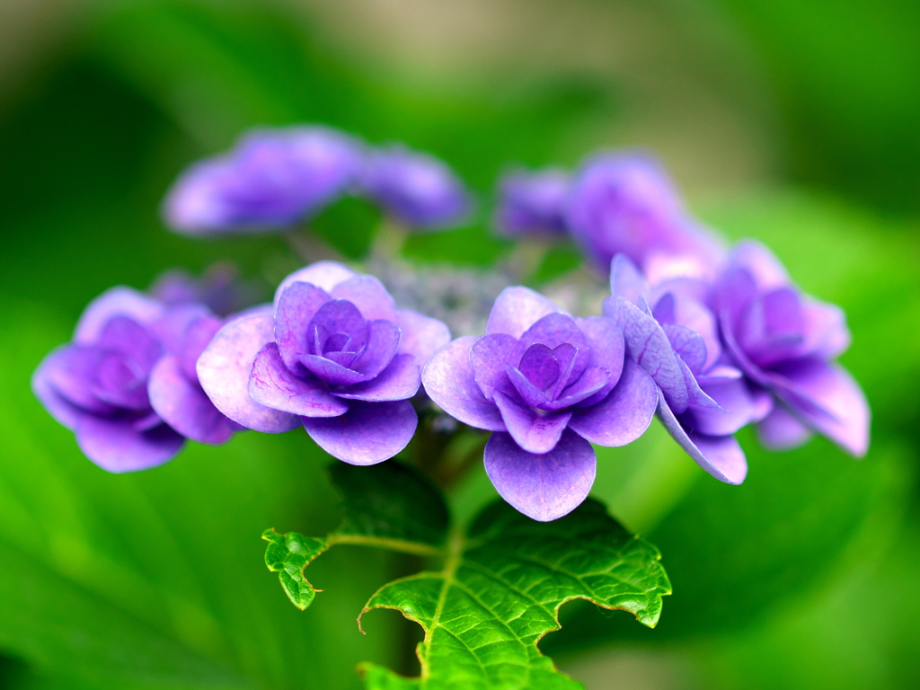 RAW現像した紫陽花