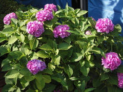 紫陽花