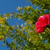 秋空に咲く一輪の花